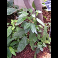Averrhoa Carambola (fam. Oxalidacees) (Chine, Malaisie) (3)